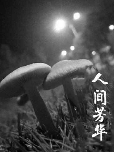 人间芳华什么意思